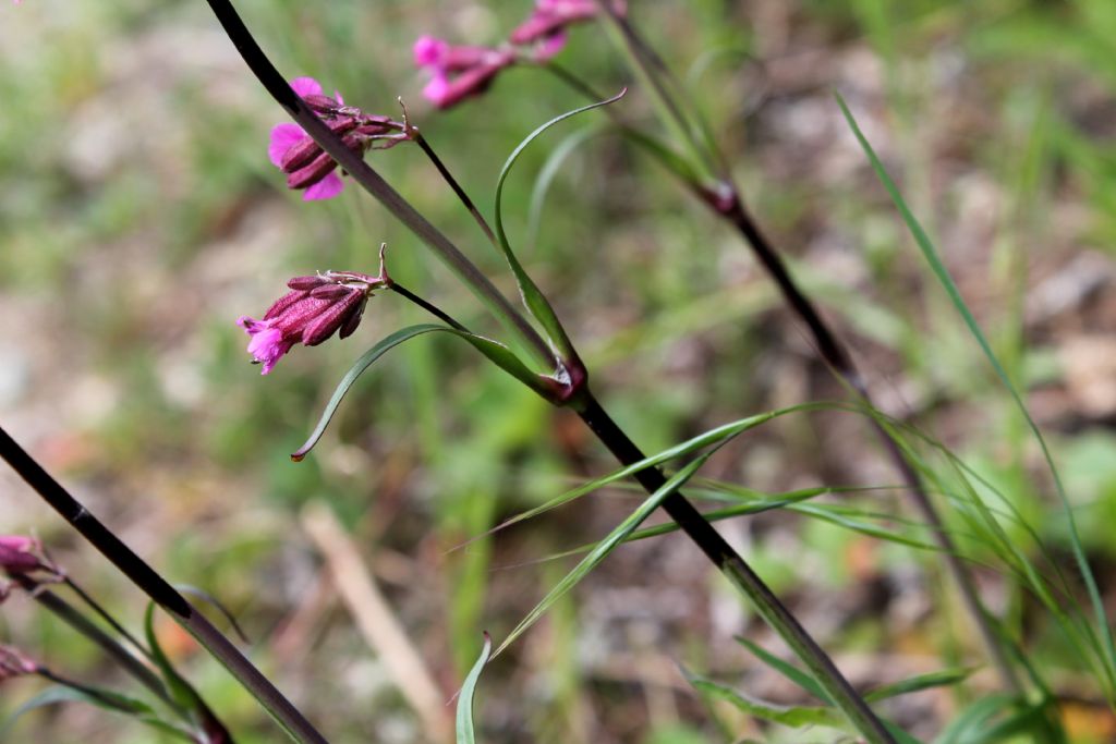 Lychnis viscaria?